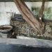 Sumber Towo di Makam Panjang Mojokerto, Sumber Air yang Diyakini Bertuah