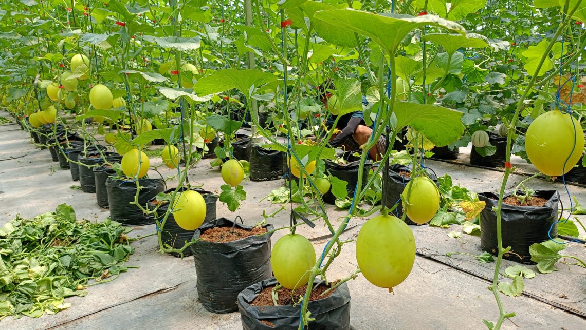 Kebun Melon Puspa Agraria.