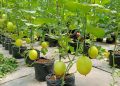 Kebun Melon Puspa Agraria.