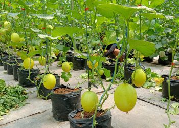 Kebun Melon Puspa Agraria.