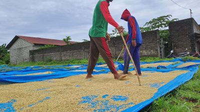 Harga beras.