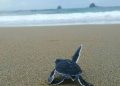Pantai Sukamade.