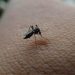 Cegah Penularan Penyakit DBD, Pemkot Surabaya Gencarkan Penyelidikan Epidemiologi 9 Penyakit DBD.