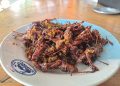 Kuliner Rica-Rica Belalang, Makanan Ekstrem di Tuban Ini Ternyata Tinggi Protein 2 rica-rica belalang