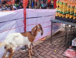 Serunya Pecinta Burung Perkutut Lokal Kumpul di Fakultas Hukum Unisma, Paling Beruntung Bawa Pulang Kambing 3 Korda P4LSI 3