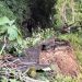 Longsor Terjang Akses Jalan Rajekwesi Kalipare Malang, Imbas Tergerus Curah Hujan Tinggi 8 Jalan Rajekwesi.