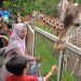 harga tiket batu secret zoo