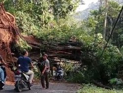Pohon Raksasa