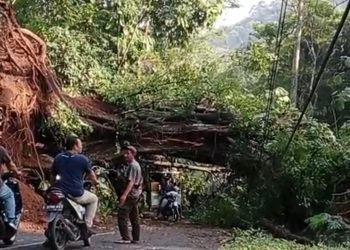 Pohon Raksasa