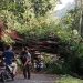 Pohon Raksasa di Mojokerto Tumbang Tutup Total Akses Jalan 9 Pohon Raksasa