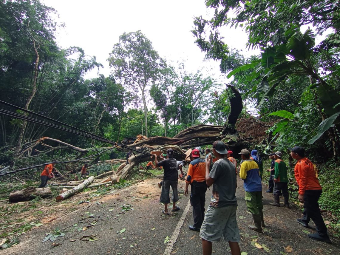 Pohon Raksasa