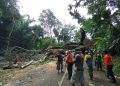Pohon Raksasa