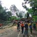 Pohon Raksasa