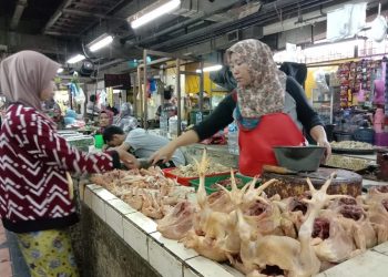 Harga daging ayam.