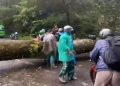 Pohon Tumbang