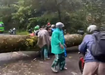 Pohon Tumbang