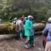 Pohon Tumbang