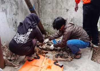 Tulang Manusia