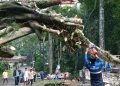 Pohon