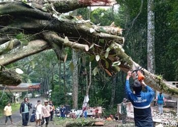 Pohon