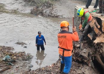 Pohon Tumbang