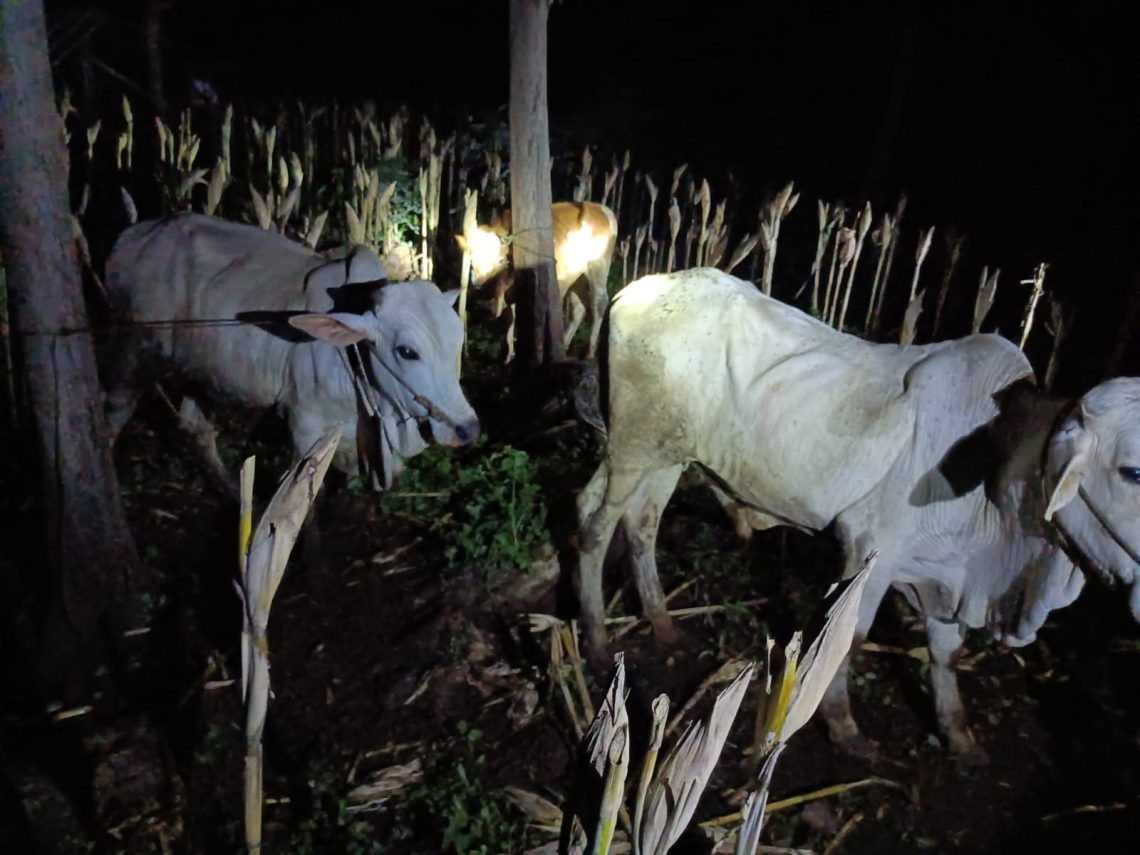 Sapi