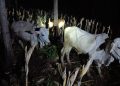 Sapi