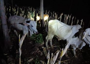 Sapi