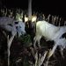 Tiga Ekor Sapi di Tuban Digondol Pencuri dari Kandangnya, Pemiliknya Tak Jadi Bersedih! 16 Sapi