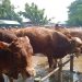 Sapi mati.