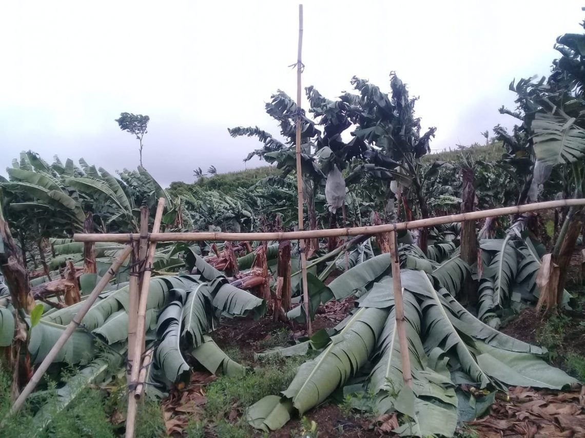 Pohon pisang.