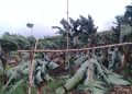 Pohon pisang.