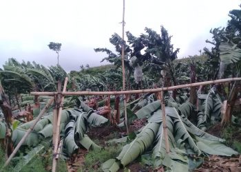 Pohon pisang.