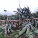 Terancam Gagal Panen, 17.000 Pohon Pisang Tumbang di Blitar Diterjang Angin Kencang selama Empat Hari 8 Pohon pisang.