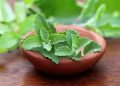 Daun Stevia.