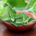 Fakta Menarik Seputar Daun Stevia yang Luar Biasa: Jadi Bahan Pemanis Alami hingga Turunkan Berat Badan 8 Daun Stevia.