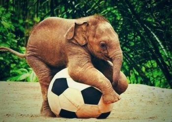 sepak bola gajah