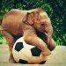 sepak bola gajah