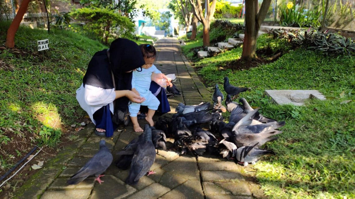 Kebun Pak Budi Pasuruan.