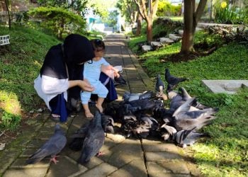 Asyiknya Main di Kebun Pak Budi Pasuruan, Wisata Edukasi Anak dan Keluarga Cocok Dikunjungi saat Weekend Tiba 1 Kebun Pak Budi Pasuruan.