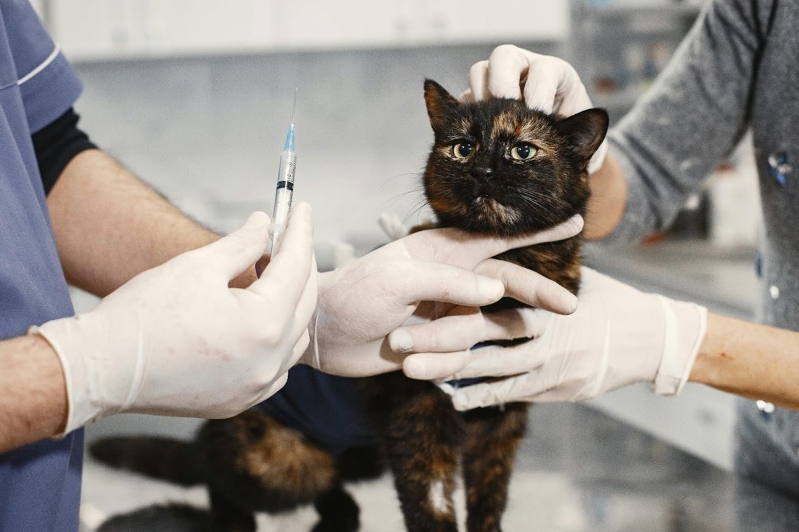Penyakit yang Dapat Menyerang Kucing
