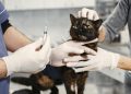 Penyakit yang Dapat Menyerang Kucing