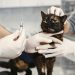 Penyakit yang Dapat Menyerang Kucing