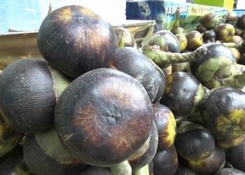 Siwalan