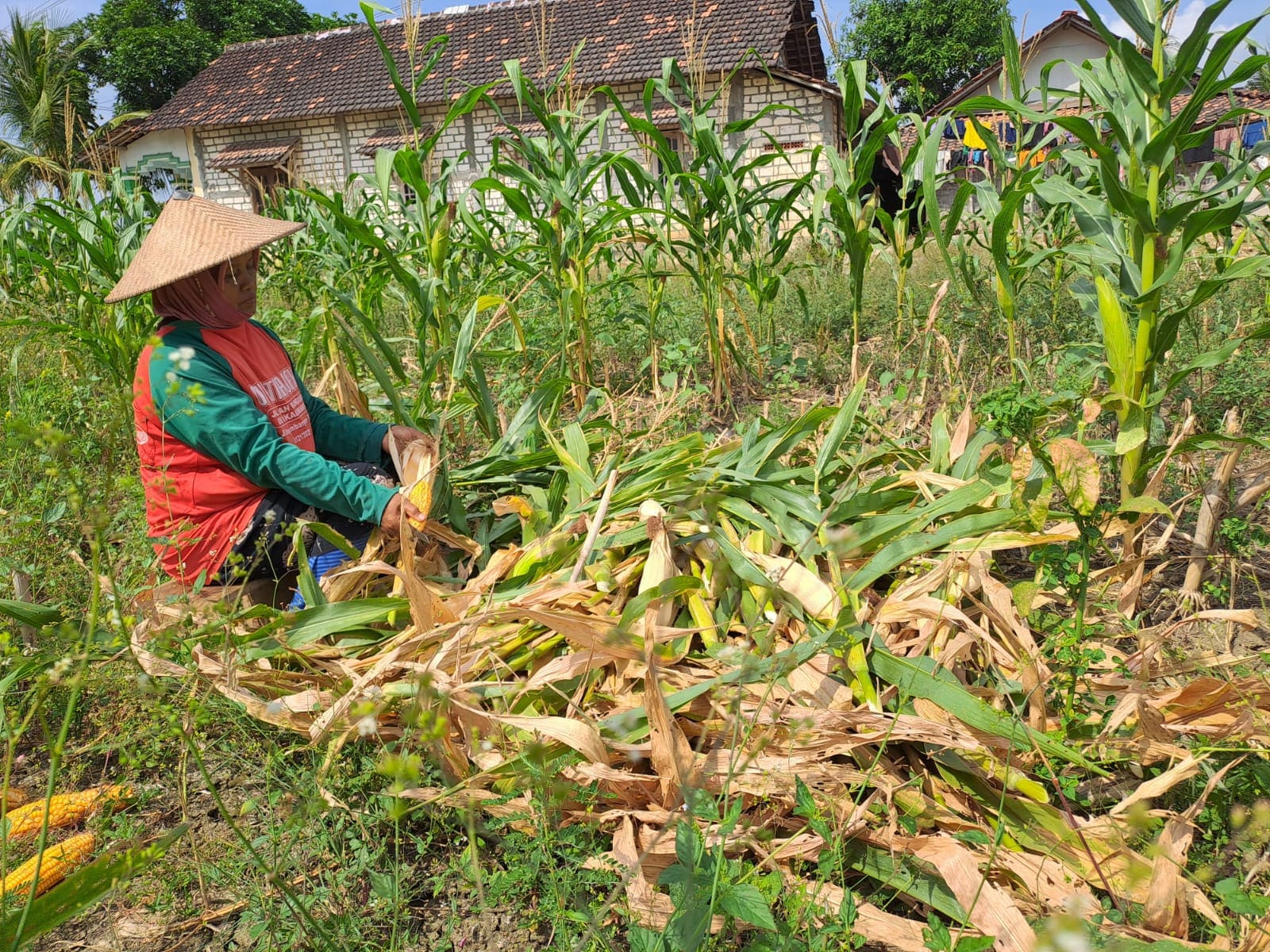 Panen jagung di Tuban.