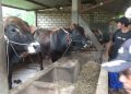 Sapi kurban.