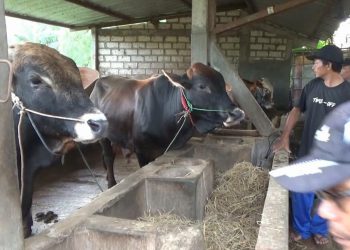 Sapi kurban.