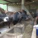 Berburu Sapi Kurban Berkualitas, Takmir Masjid di Tuban Datangi Kandang Petani hingga ke Pelosok 8 Sapi kurban.