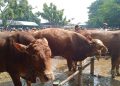 Jelang Iduladha, Ini Dia 8 Tips Memilih Hewan Kurban yang Baik dan Benar 2 Hewan kurban.