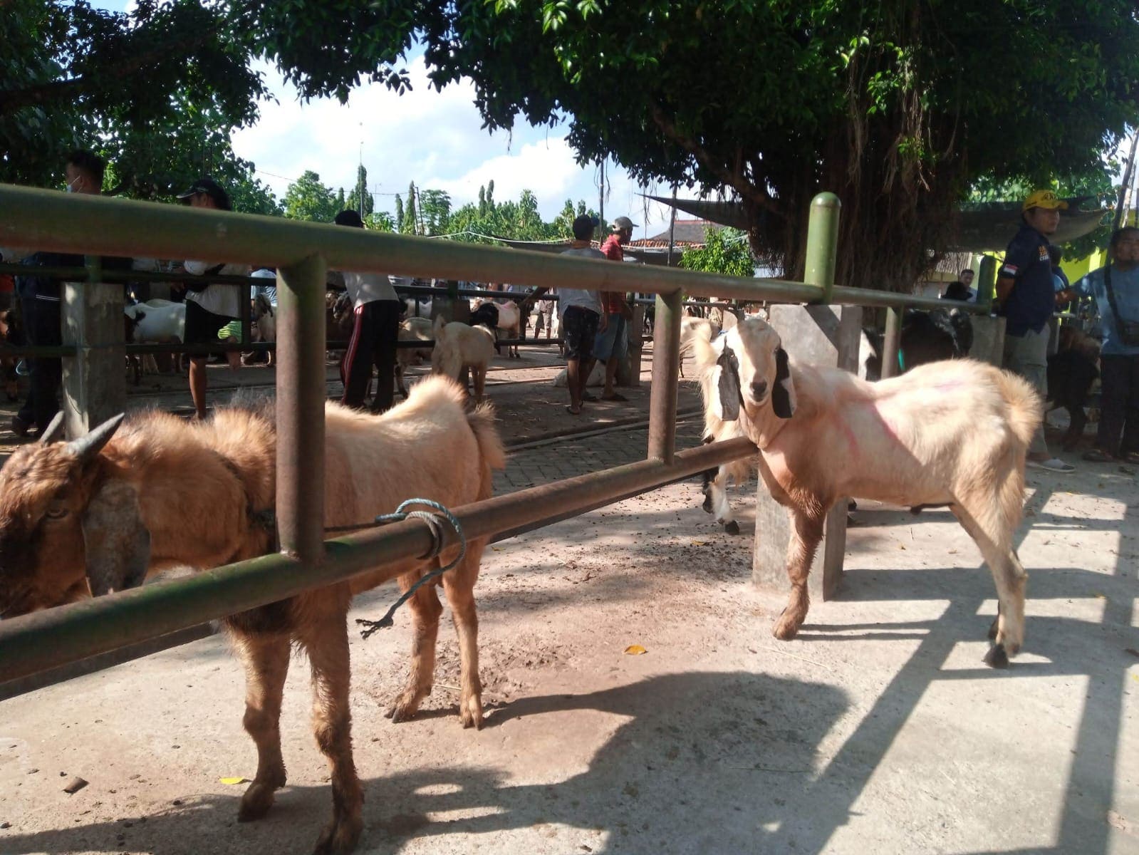 Harga kambing di Tuban.